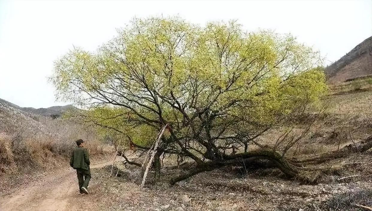 河北移動網(wǎng)站建設(shè)配置專家揭秘，舞臺燈光下的專業(yè)配置之道